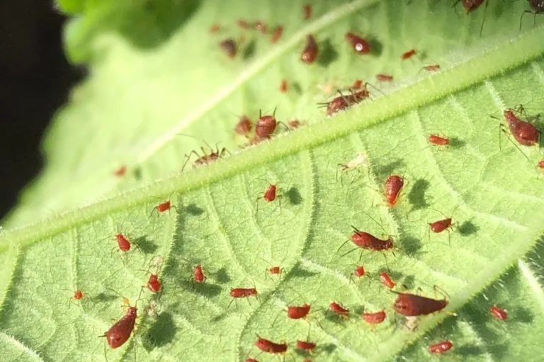 How to Get Rid of Aphids (and When to Ignore Them) featured image
