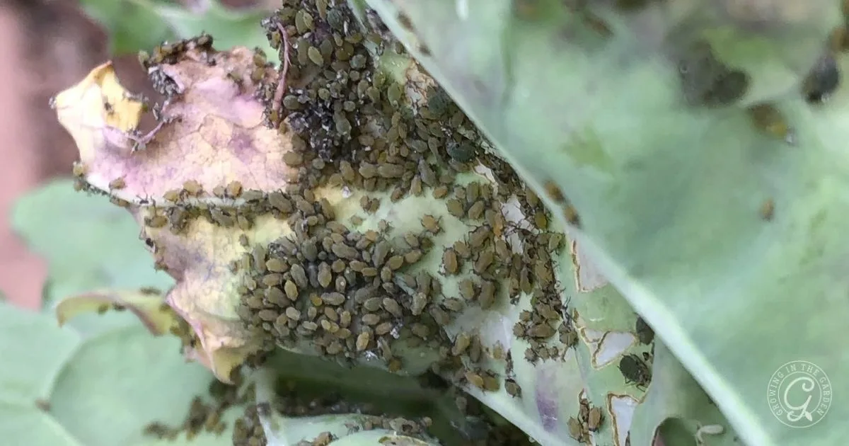 Close-up of a plant leaf covered with clusters of small, dark green aphids&mdash;an infestation you'll want to get rid of quickly.