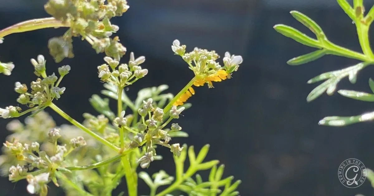 Close-up of green plants with a small yellow caterpillar on a stem against a dark, blurred background&mdash;plants that benefit from natural helpers like this caterpillar to get rid of aphids.