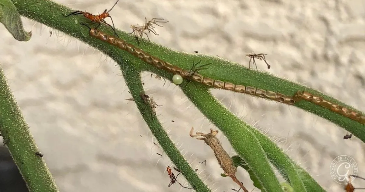 Close-up of a green plant stem with small insects, a white egg, and a transparent shed insect skin&mdash;useful for those looking to get rid of leaf footed bugs.