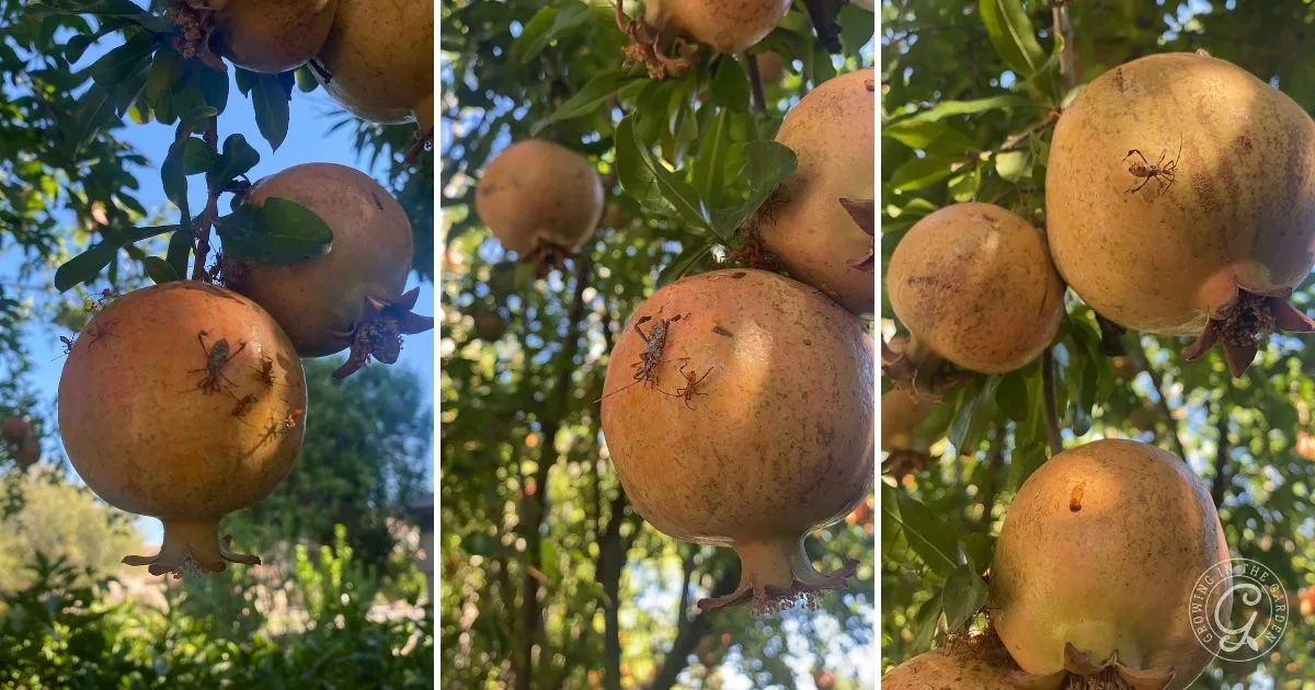 Close-up of pomegranates growing on a tree, with several insects crawling on the fruit&mdash;learn how to get rid of leaf footed bugs to protect your harvest.