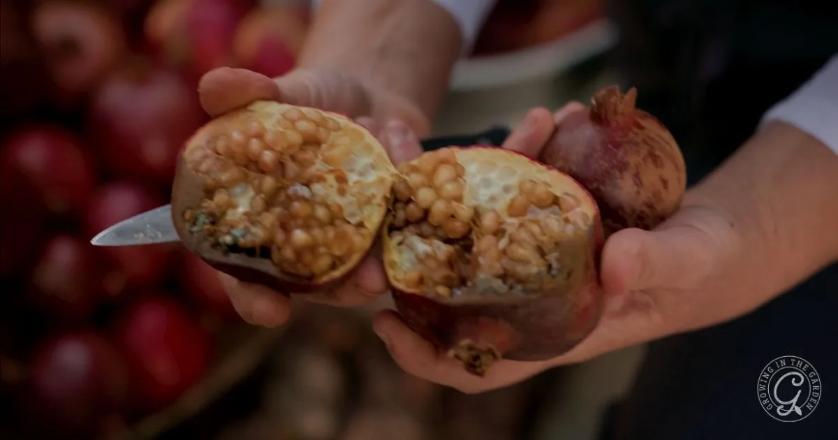 A person holds a pomegranate cut in half, revealing light brown seeds inside&mdash;an important step if you want to get rid of leaf footed bugs that often target ripe fruit.