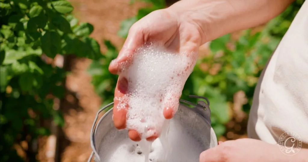 A hand holding foamy soap suds above a metal pail, with green plants in the background—an eco-friendly way to get rid of leaf footed bugs naturally.