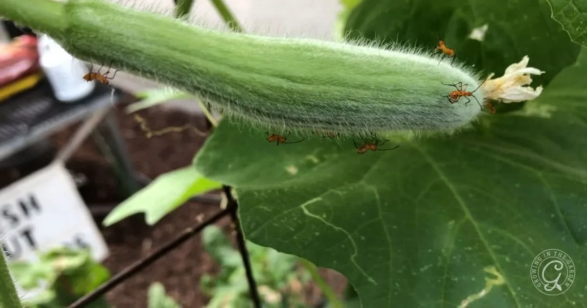 Fuzzy green vegetable on a plant, with several red ants crawling on its surface&mdash;often a sign you may need to get rid of leaf footed bugs to protect your crop.