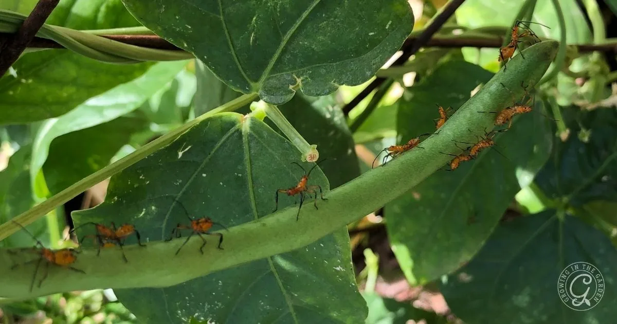 Several orange and black insects crawl along a green bean pod, surrounded by green leaves and stems&mdash;a sign it may be time to get rid of leaf footed bugs in your garden.