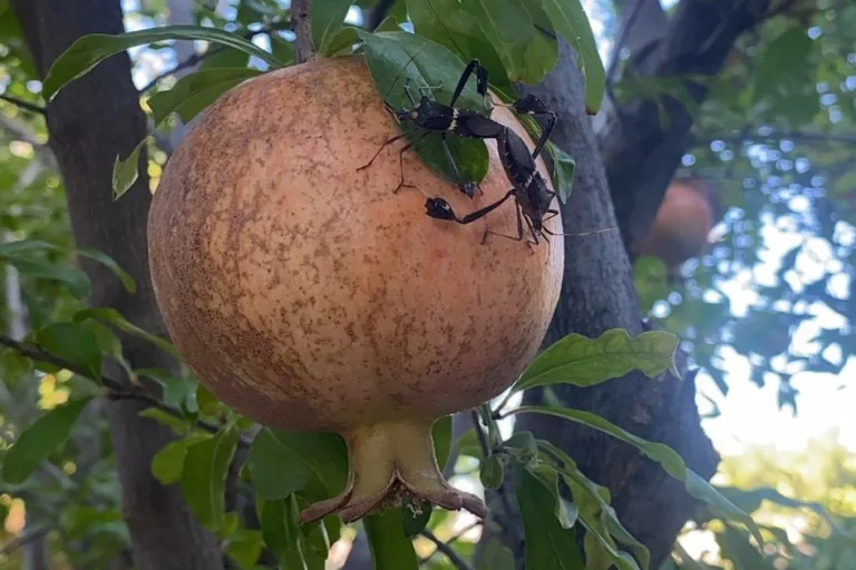 How to Get Rid of Leaf-Footed Bugs (Effective IPM Strategies) featured image