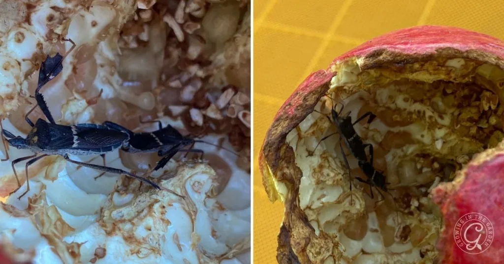 Two close-up photos of black insects inside a partially eaten pomegranate, hinting at the need to get rid of leaf footed bugs invading your fruit.