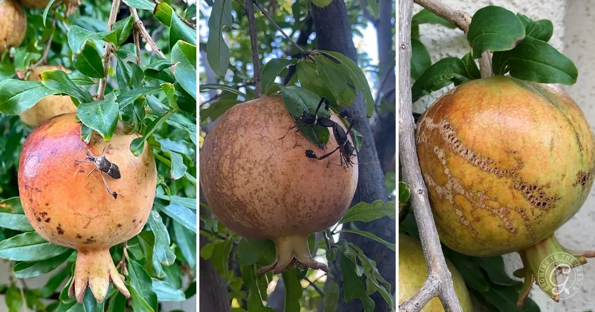 Three pomegranates hang on trees, each with a large black insect&mdash;likely leaf footed bugs&mdash;on or near the fruit among green leaves. Discover how to get rid of leaf footed bugs to protect your harvest.