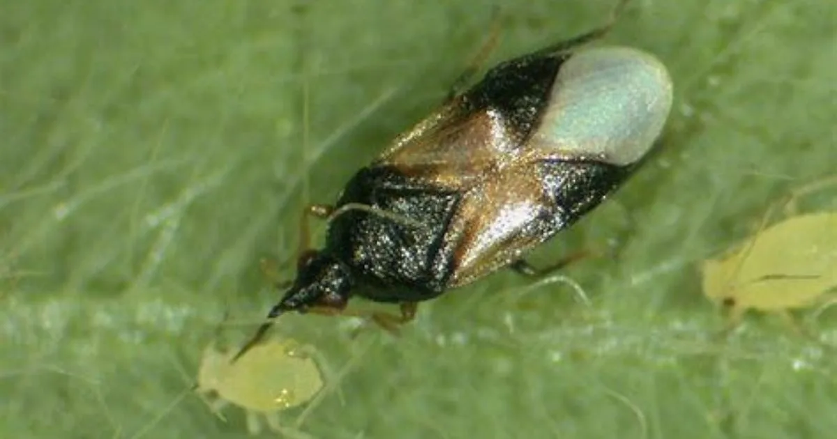 Close-up of a small black and tan insect on a green leaf near two tiny pale yellow insects, ideal for illustrating how to get rid of thrips in your garden.