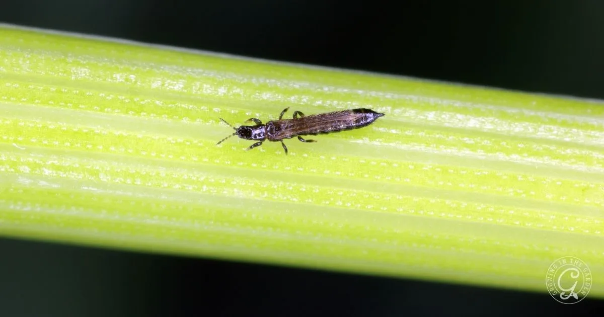 A tiny black insect on a bright green plant stem, seen in close-up detail&mdash;possibly a clue for those wondering how to get rid of thrips.