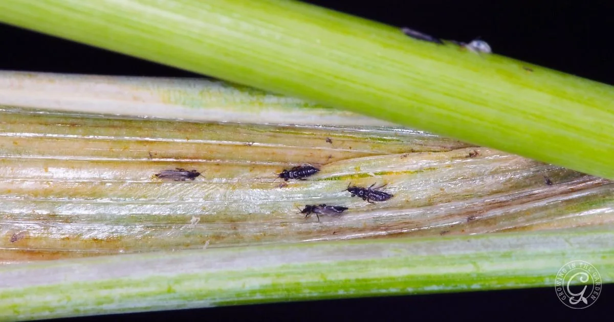 Tiny black insects crawl on a green plant stem, causing slight damage&mdash;learn how to get rid of thrips and protect your plants from further harm.