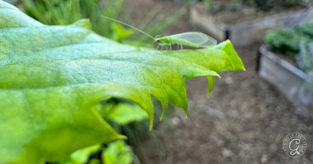 A green lacewing insect, a natural predator often used in How to Get Rid of Thrips, rests on the edge of a bright green leaf against a blurred garden background.