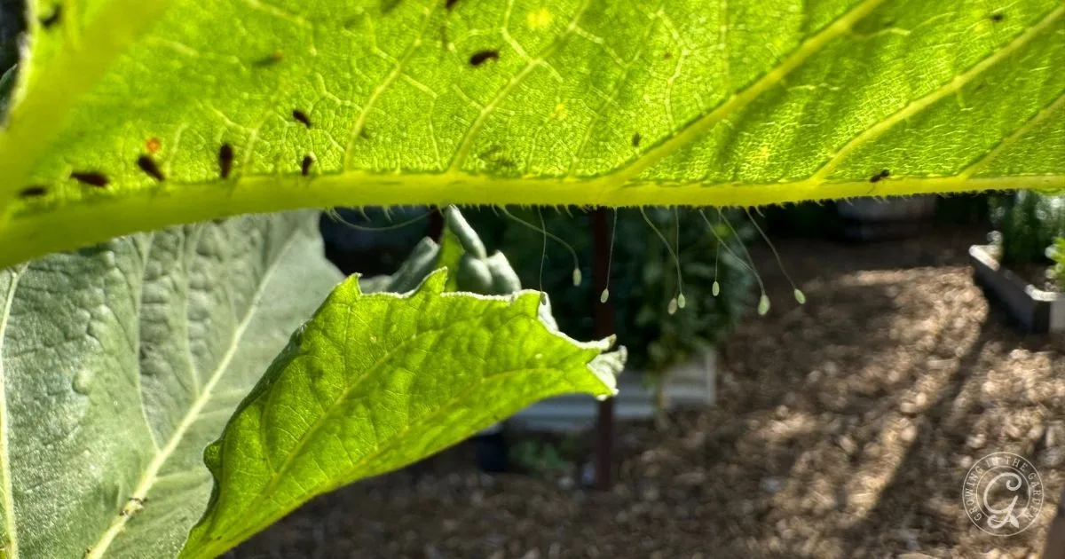 Close-up of a green leaf with small dark aphids on its underside, sunlight shining through the leaf&mdash;perfect for illustrating how to get rid of thrips and protect your plants from pests.