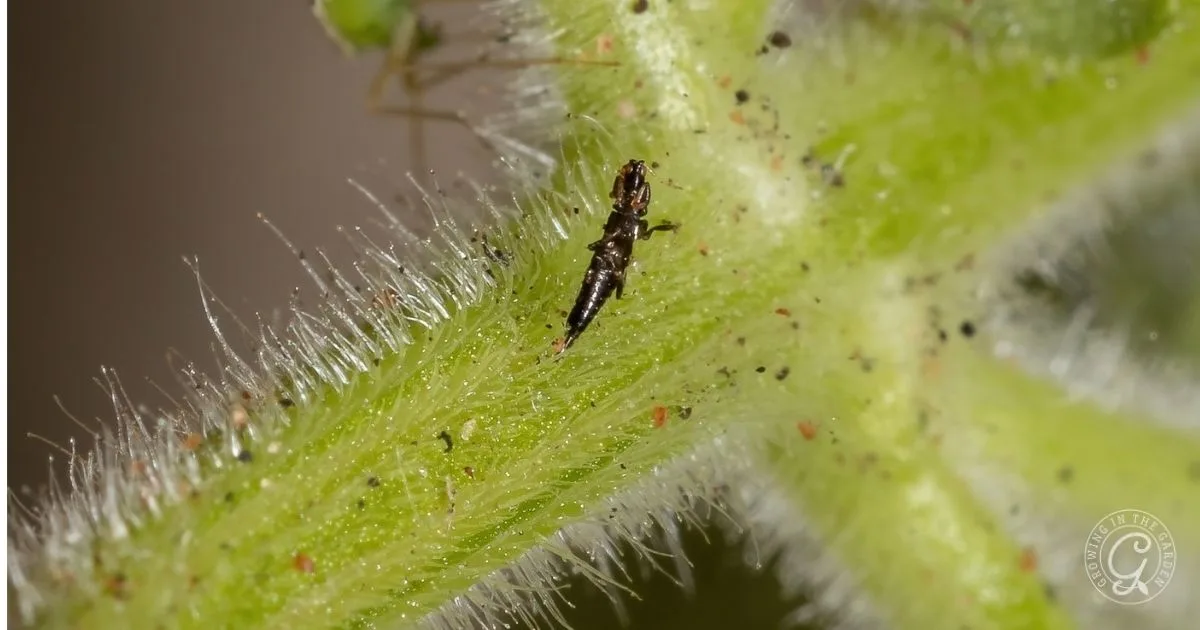 A tiny black insect, possibly a pest you&rsquo;d want to learn How to Get Rid of Thrips, is seen in close-up detail on a green, hairy plant stem.