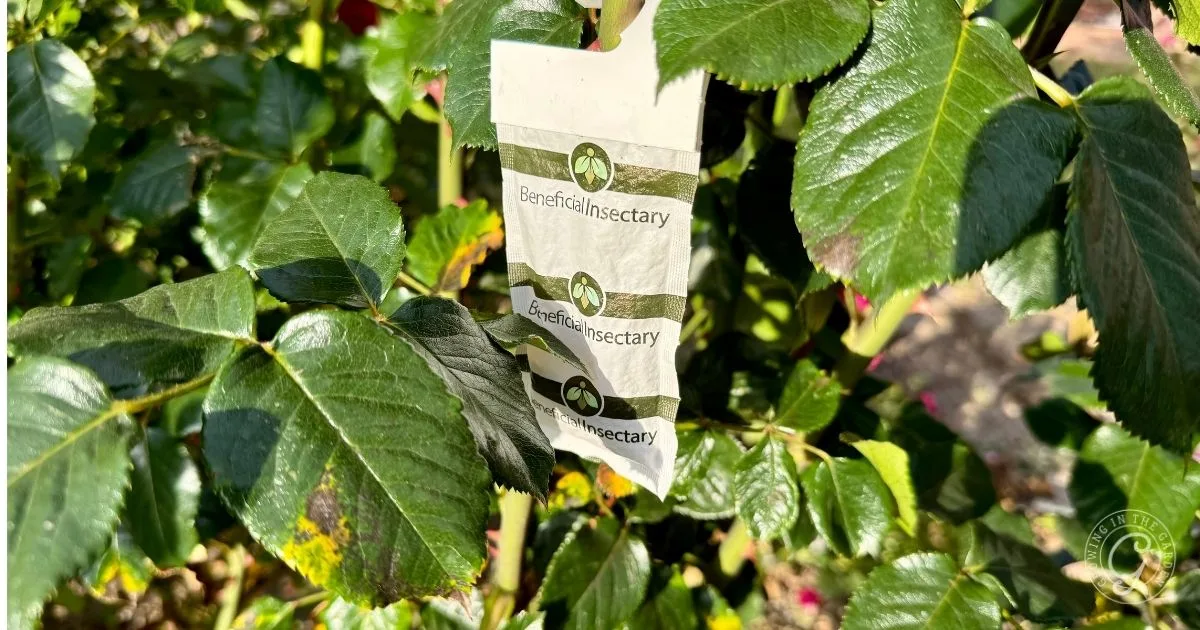 Close-up of a Beneficial Insectary sachet attached to a leafy green plant outdoors&mdash;an eco-friendly solution showing how to get rid of thrips naturally.