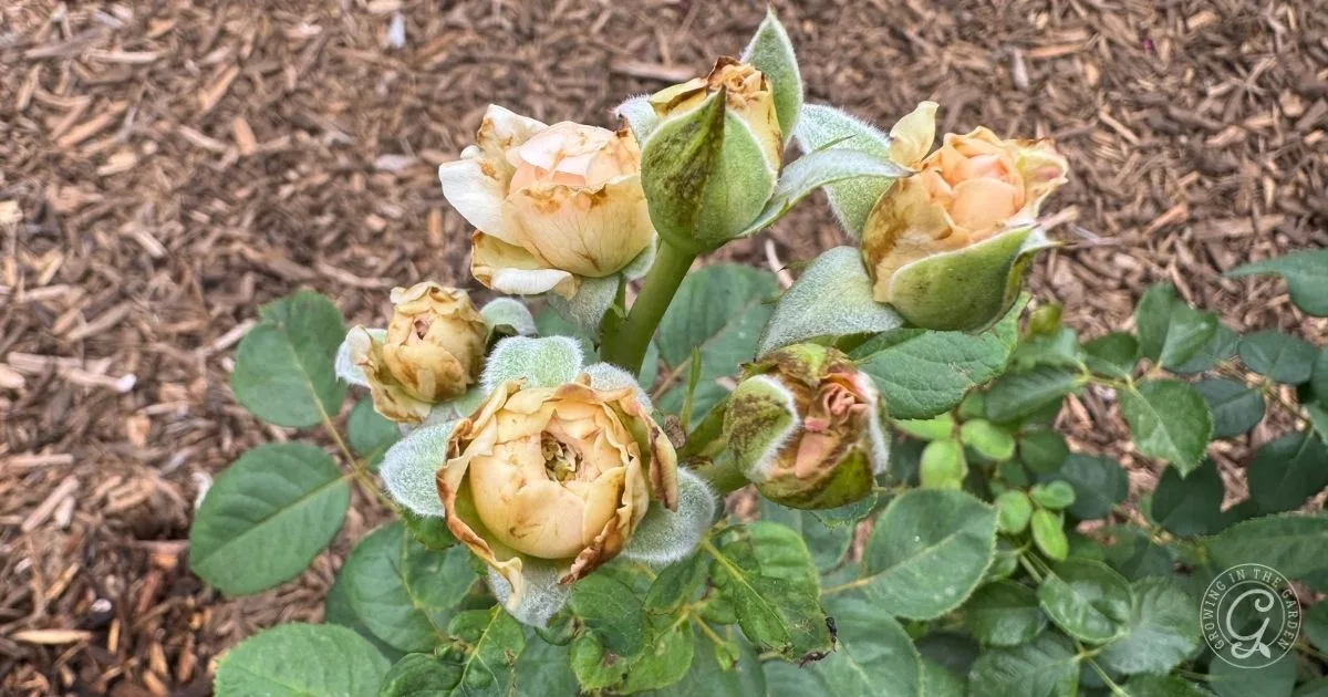 Cluster of pale yellow roses with wilted petals and green leaves, surrounded by brown mulch&mdash;a possible sign to consider how to get rid of thrips naturally and protect your garden&rsquo;s beauty.