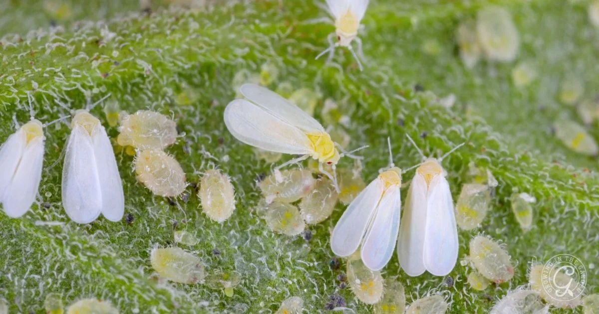 Close-up of whiteflies and their yellowish nymphs on a green, textured leaf surface&mdash;learn how to get rid of whiteflies effectively.