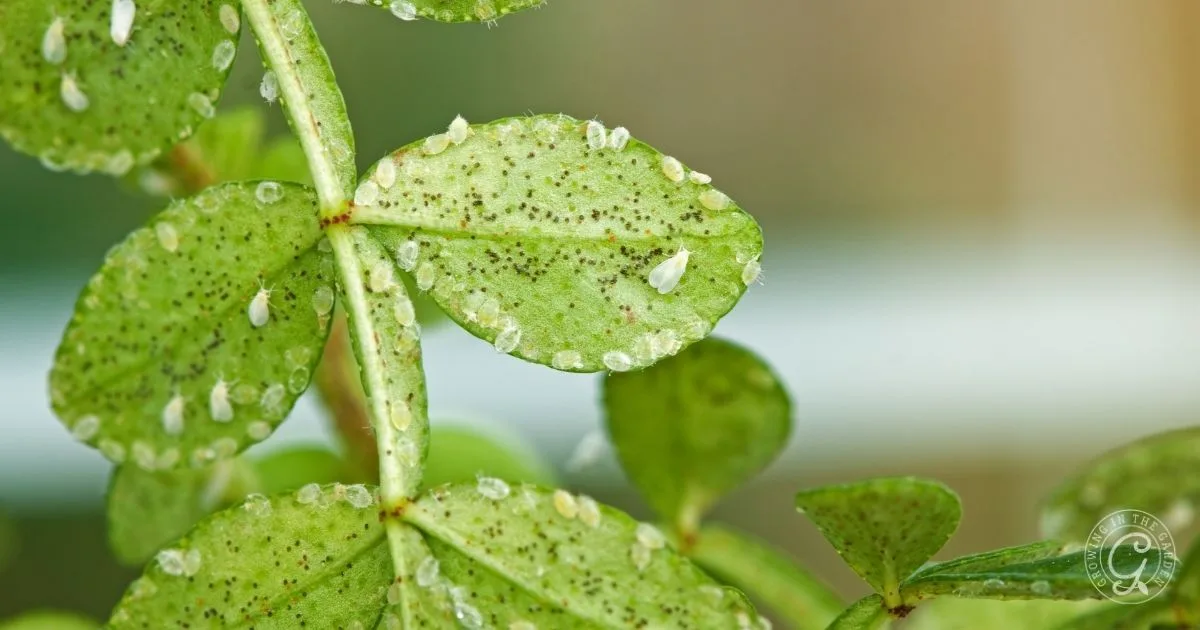 Close-up of green leaves infested with small white insects and dark spots, highlighting a plant disease or pest issue&mdash;learn how to get rid of whiteflies effectively.