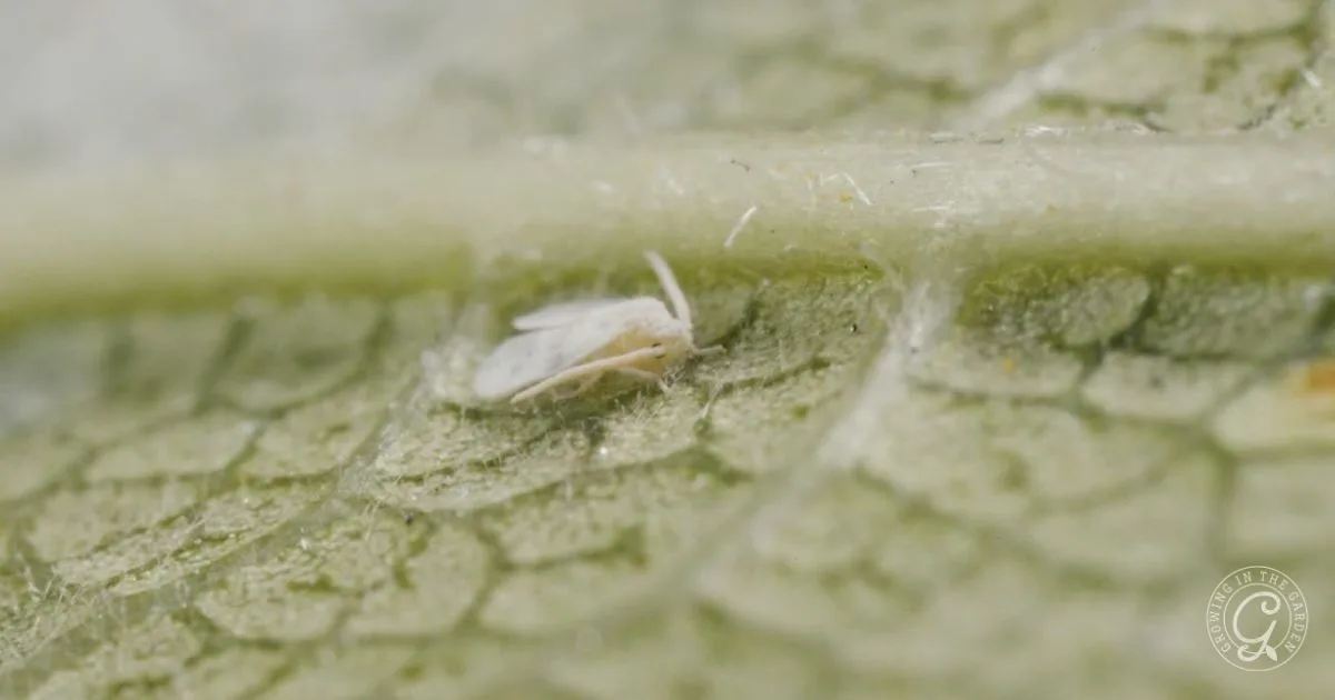 A small white insect, likely a whitefly, rests on the textured surface of a green leaf&mdash;a common sight for those seeking ways to get rid of whiteflies.