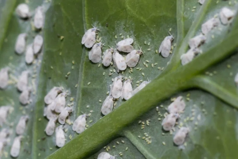 How to Get Rid of Whiteflies (Even in Hot Climates) featured image