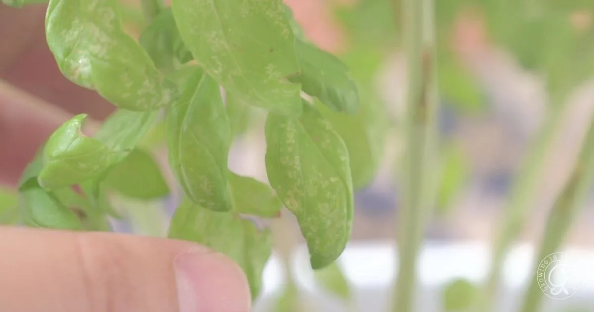Close-up of a hand touching green leaves with white spots, possibly indicating plant disease or pest damage&mdash;learn how to get rid of whiteflies and protect your plants.