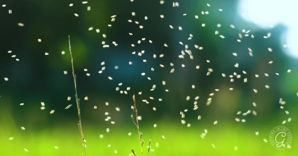 Swarm of small insects flying over tall grass with a blurred green background, highlighting the need to get rid of whiteflies naturally and protect your plants.