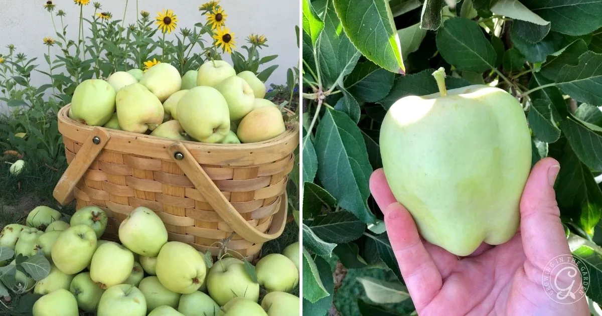 A basket of pale green apples and a close-up of a hand holding one pale green apple from a tree, offering a glimpse into how to grow apples in Arizona.