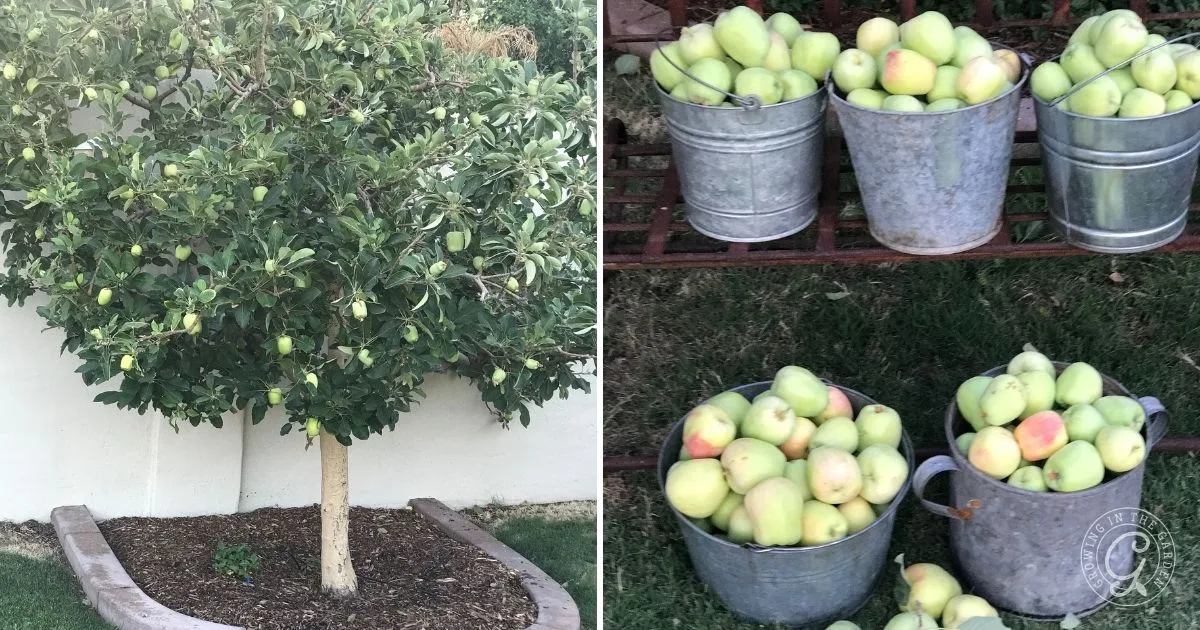 An apple tree with green apples and metal buckets filled with picked apples on the grass, illustrating how to grow apples in Arizona successfully.