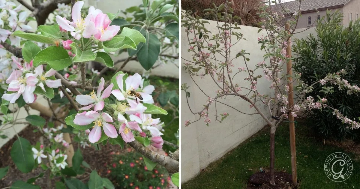 Close-up of pink apple blossoms on a branch, with a young apple tree growing beside a white wall&mdash;a glimpse into how to grow apples in Arizona.