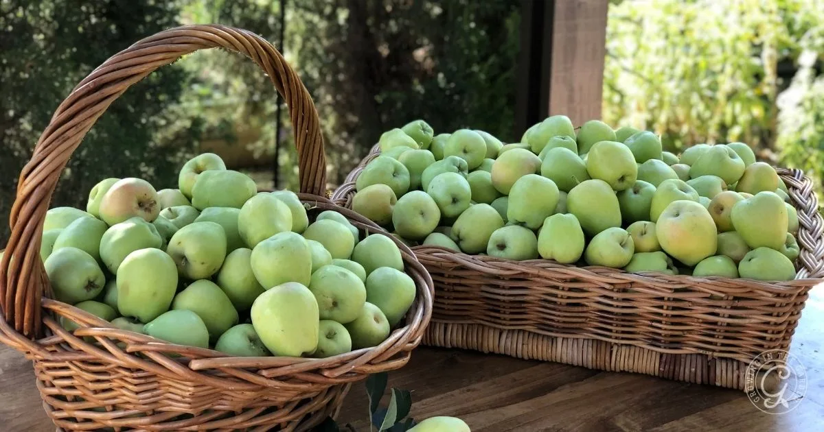 Two wicker baskets filled with green apples sit on a wooden table outdoors, offering inspiration for anyone interested in how to grow apples in Arizona.