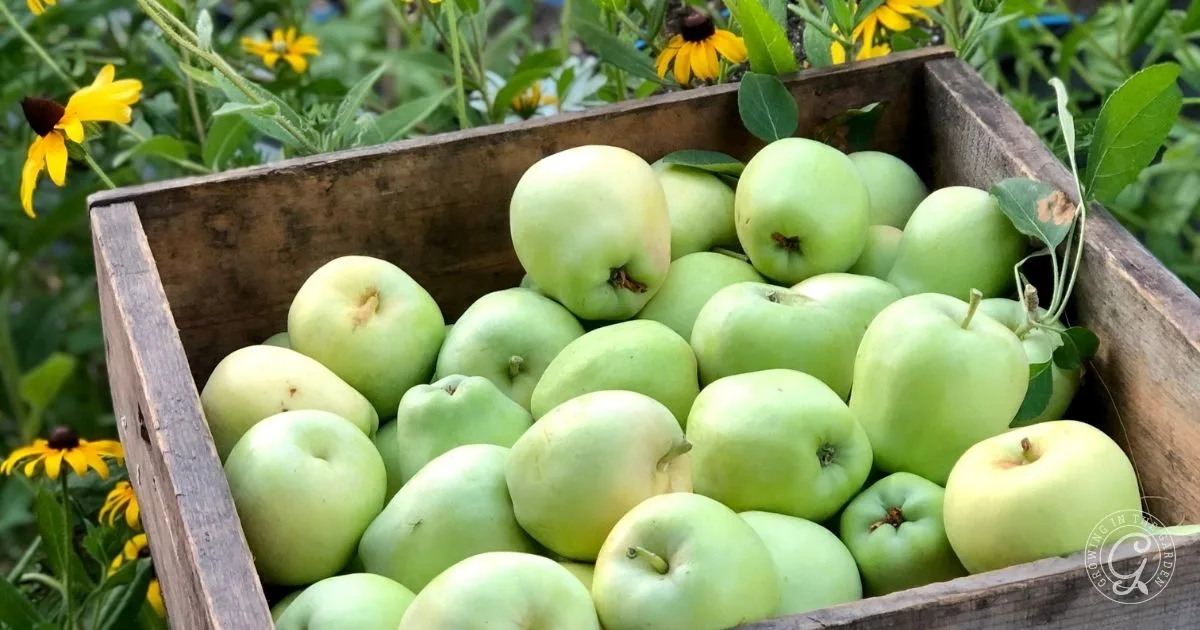 A wooden crate filled with green apples, surrounded by yellow flowers and green foliage&mdash;perfect inspiration for learning how to grow apples in Arizona.
