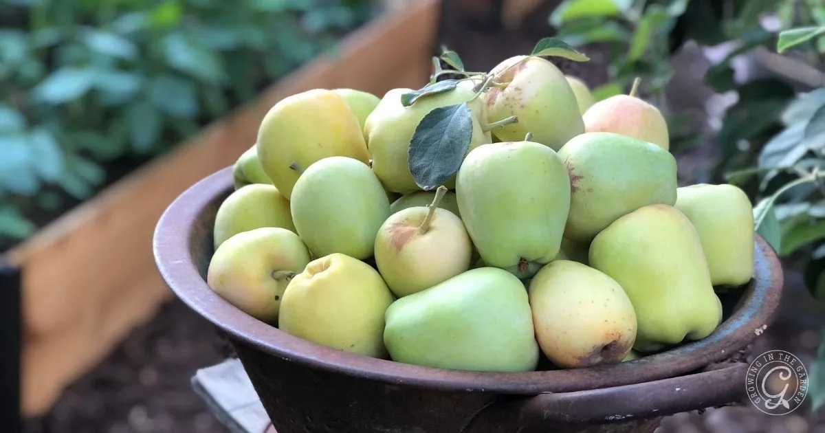 A bowl filled with fresh green apples sits outdoors in a garden setting, inspiring thoughts of how to grow apples in Arizona.