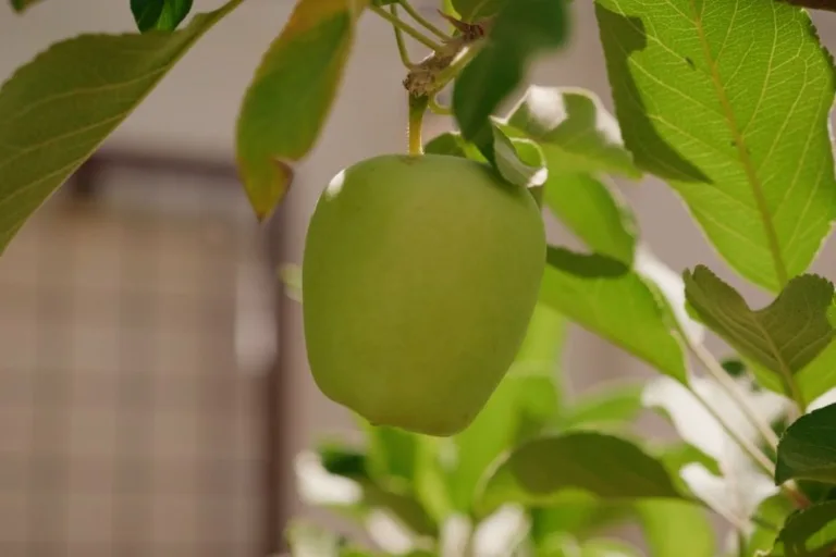 How to Grow Apples in Arizona (Low Desert Guide) featured image