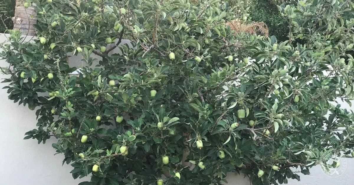 Dense green apple tree with many unripe apples growing, set against a light-colored wall&mdash;a perfect example for those learning how to grow apples in Arizona.
