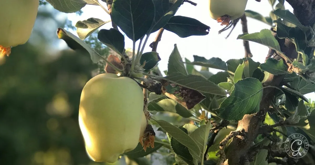Close-up of pale yellow apples growing on a tree branch with green leaves in sunlight, showcasing the success of learning how to grow apples in Arizona.
