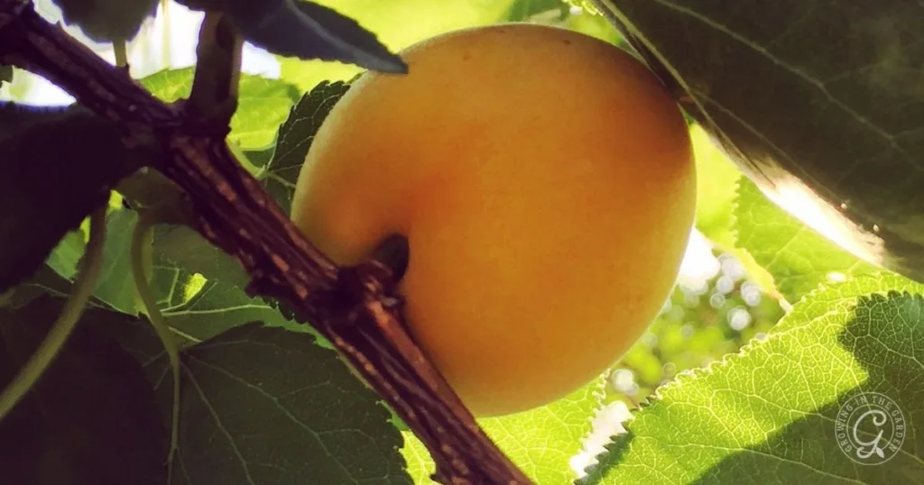 A ripe yellow plum hanging from a branch, surrounded by green leaves in sunlight, resembles the vibrant fruit grown when learning how to grow apricots in Arizona.