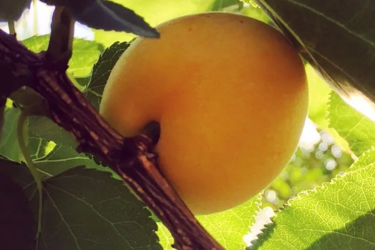 How to Grow Apricots in Arizona (Low Desert Guide) featured image
