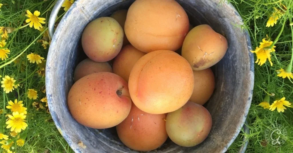 A bucket of apricots sits among green foliage and yellow flowers, a vibrant reward for learning how to grow apricots in Arizona.