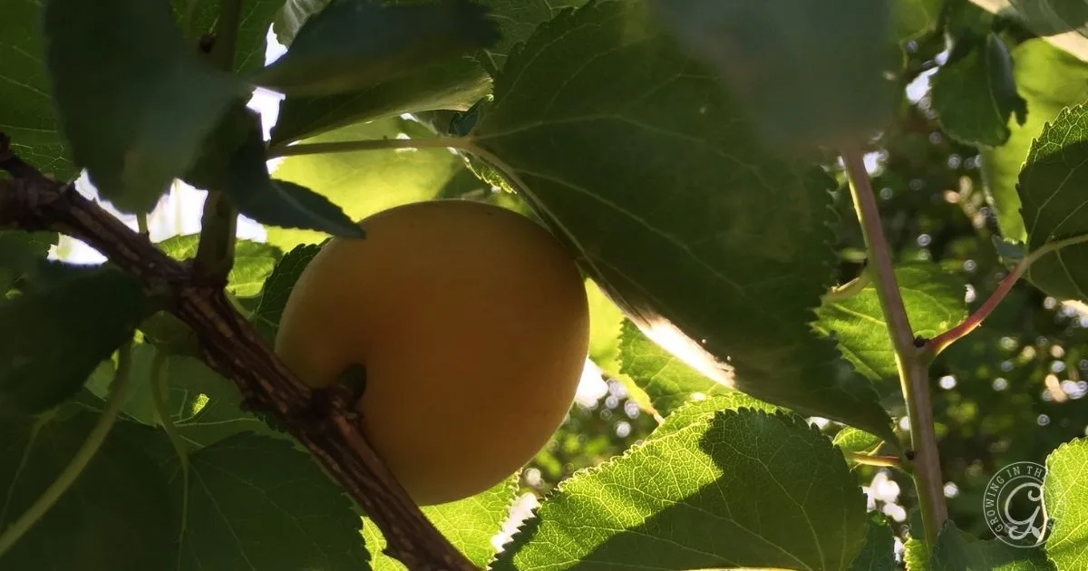 A yellow plum hangs from a tree branch, surrounded by green leaves and sunlight filtering through&mdash;much like the scene you might see when learning how to grow apricots in Arizona.