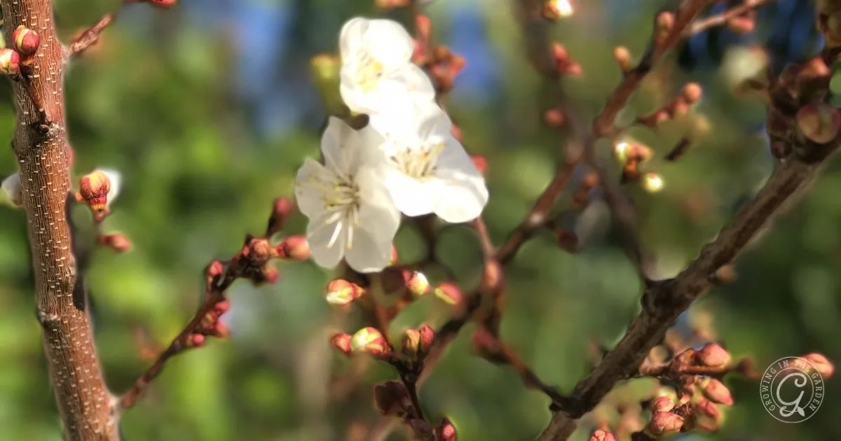 Close-up of blooming white flowers and buds on tree branches with a blurred green background.