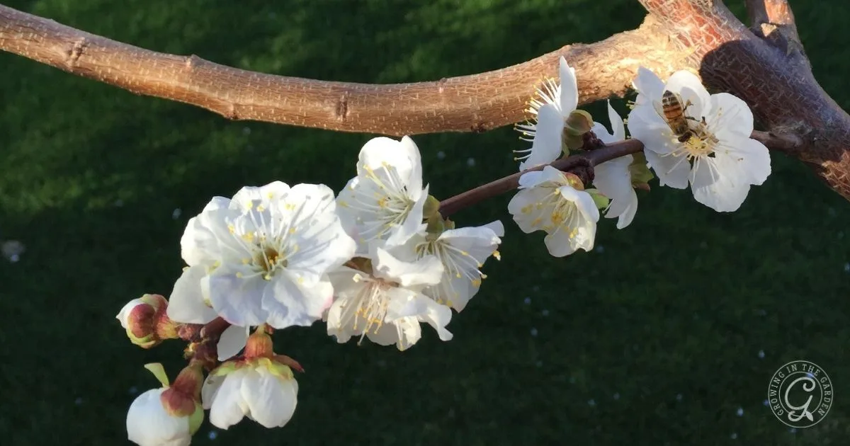 White cherry blossoms and a bee on a branch, with a green grass background&mdash;similar to the blooms you'll see when learning how to grow apricots in Arizona.