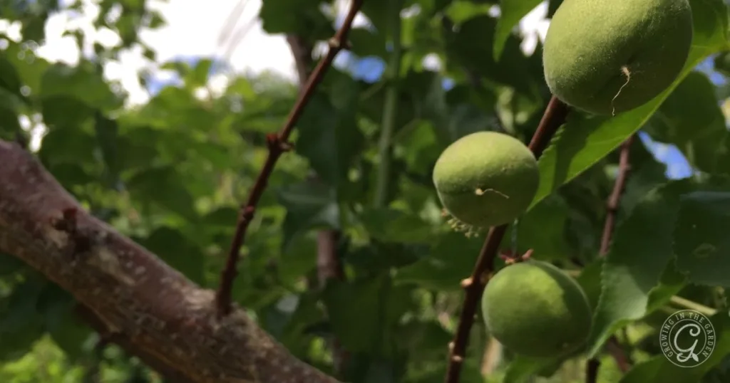 Close-up of unripe green apricots growing on a tree branch with lush green leaves in the background—a glimpse into how to grow apricots in Arizona’s unique climate.