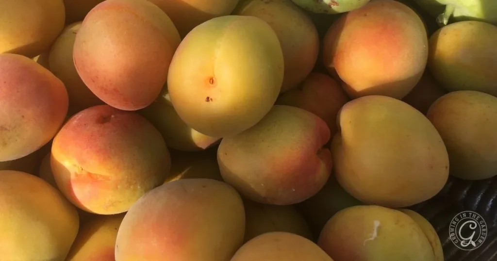 A close-up of several ripe apricots with shades of yellow, orange, and pink on their skins—showcasing the vibrant results when learning how to grow apricots in Arizona.