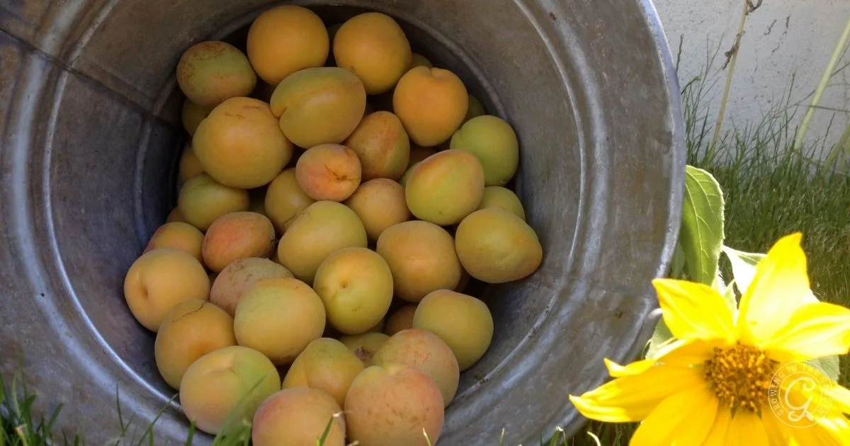 A metal bucket of apricots, symbolizing the success of learning how to grow apricots in Arizona, lies on grass next to a large yellow sunflower in sunlight.