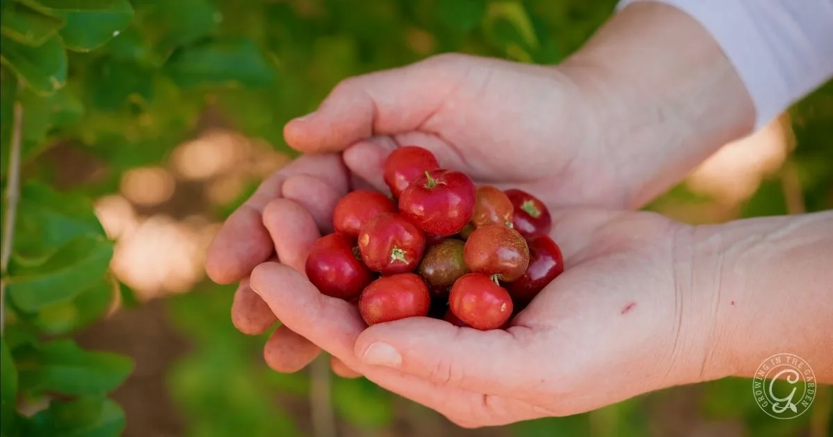 Hands holding a bunch of small, red Barbados Cherries with green leaves in the background&mdash;a perfect inspiration for those looking to grow this fruit, even with a Low Desert Guide.