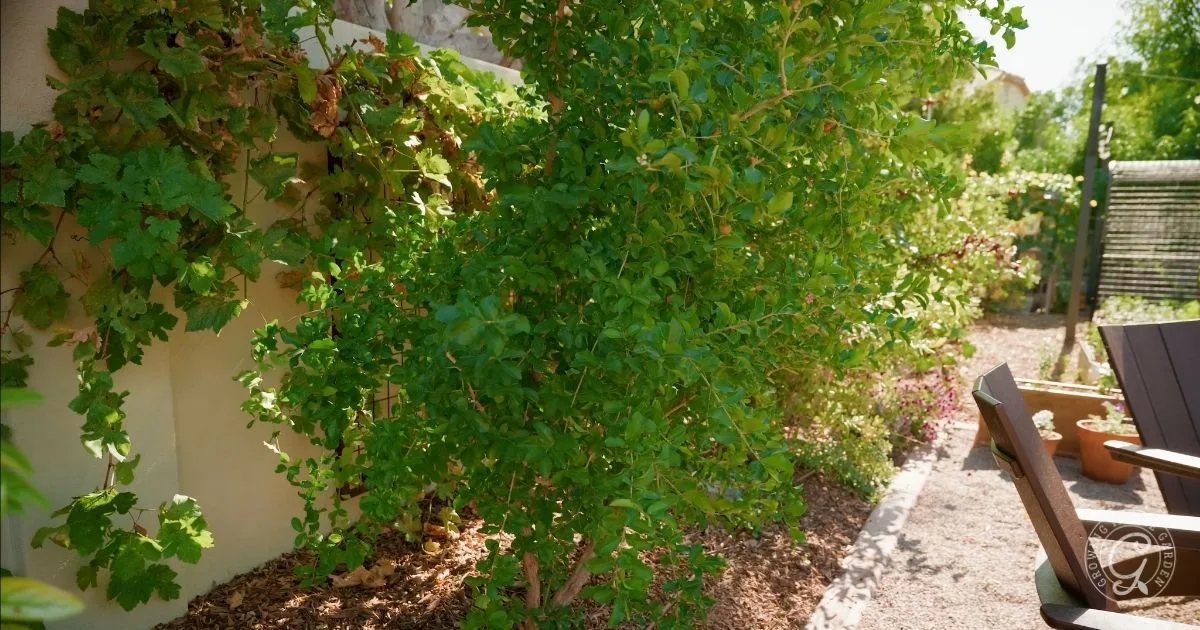 A lush green garden with leafy plants, a gravel path, and wooden chairs in the sunlight&mdash;perfect for those looking to grow Barbados Cherries in the Low Desert.