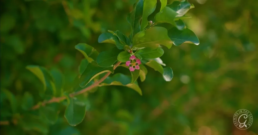 A close-up of green leaves with small pink flowers in the center, showcasing Barbados cherries that grow well in the low desert, against a blurred green background.