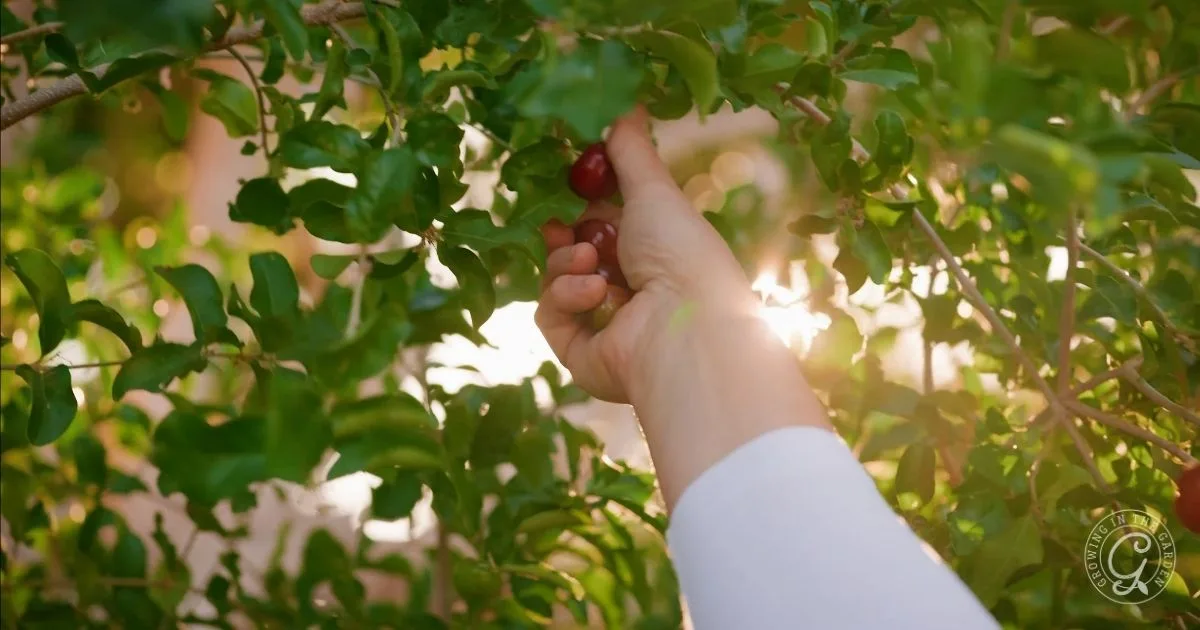 Hand reaching through leafy branches to pick a ripe Barbados Cherry, sunlight shining through the greenery&mdash;perfect for those looking to grow this fruit in the Low Desert.
