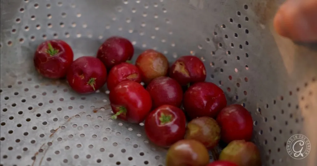 Barbados Cherries, also known as acerola cherries, in a metal colander with small holes, some with green stems attached. These vibrant fruits are easy to grow in the Low Desert.