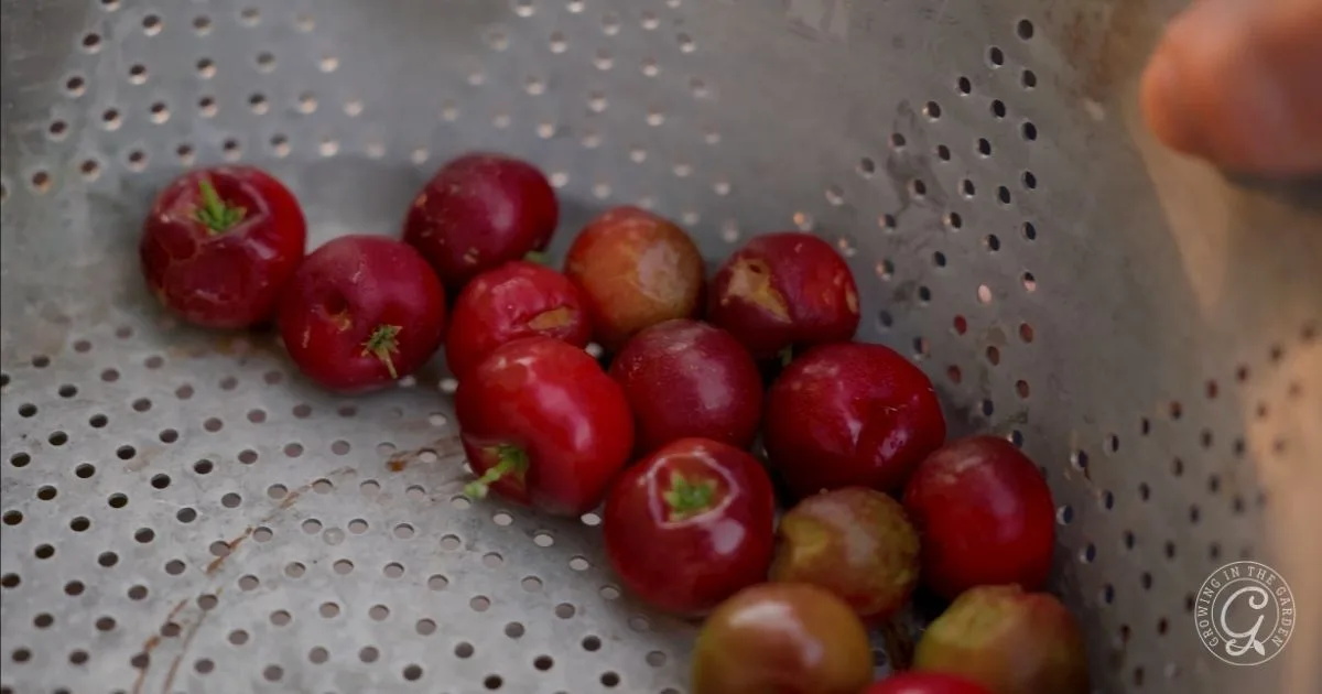 Barbados Cherries, also known as acerola cherries, in a metal colander with small holes, some with green stems attached. These vibrant fruits are easy to grow in the Low Desert.